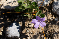 Ruellia parryi