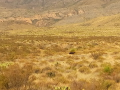 Ursus americanus eremicus