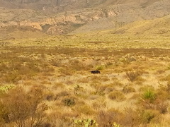 Ursus americanus eremicus