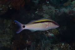 Parupeneus barberinus