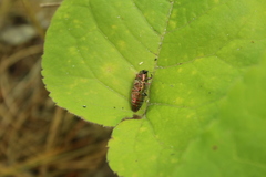 Buprestis striata