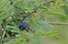 Polyclaeis equestris