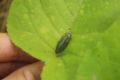 Buprestis striata