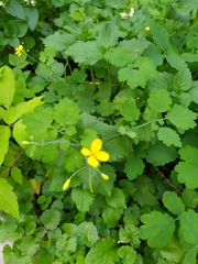 Chelidonium majus