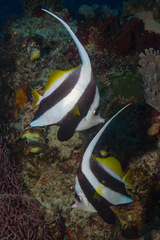Heniochus acuminatus
