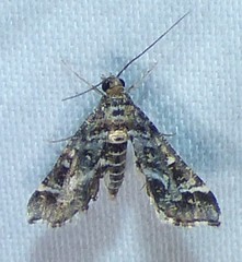 Diasemiopsis leodocusalis