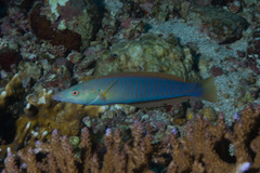 Hologymnosus doliatus