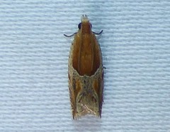 Ancylis comptana