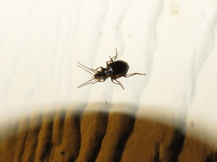 Platynini