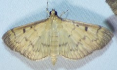 Herpetogramma fluctuosalis