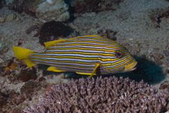 Plectorhinchus polytaenia