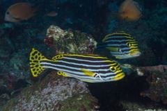 Plectorhinchus vittatus