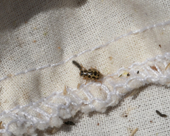 Anisosticta bitriangularis