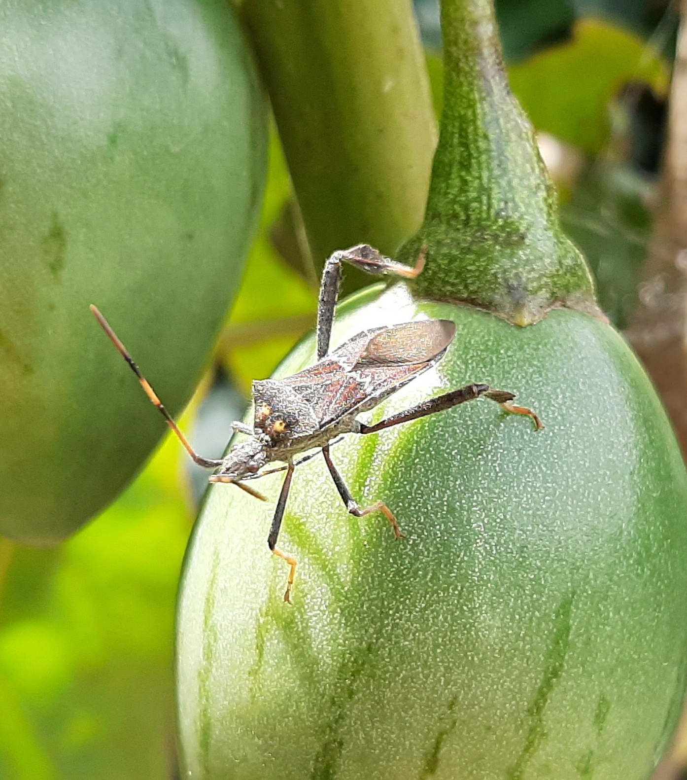 Leptoglossus image