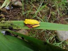 Dendropsophus reticulatus