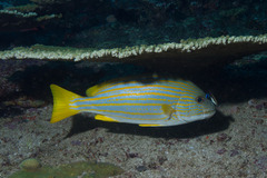 Plectorhinchus chrysotaenia