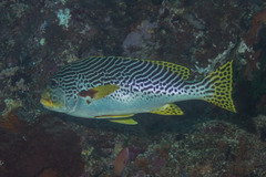 Plectorhinchus lineatus