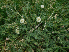 Chamaesaracha coniodes