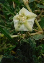 Chamaesaracha coniodes