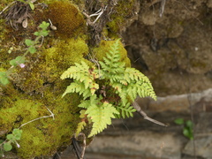 Asplenium billotii