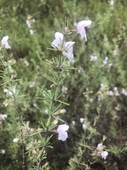 Conradina