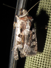 Euxoa auripennis