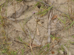 Petrorhagia nanteuilii