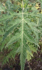Ambrosia arborescens