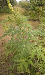 Ambrosia arborescens