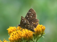 Piruna penaea