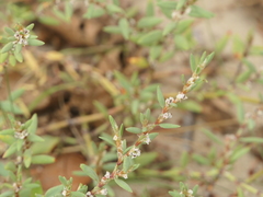 Polygonum maritimum