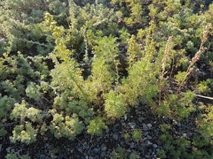 Artemisia adamsii