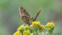Piruna penaea