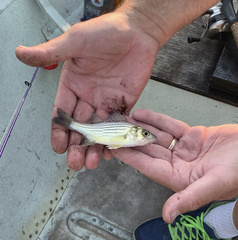 Morone mississippiensis