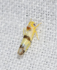 Empoa
