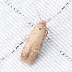 Glyphidocera