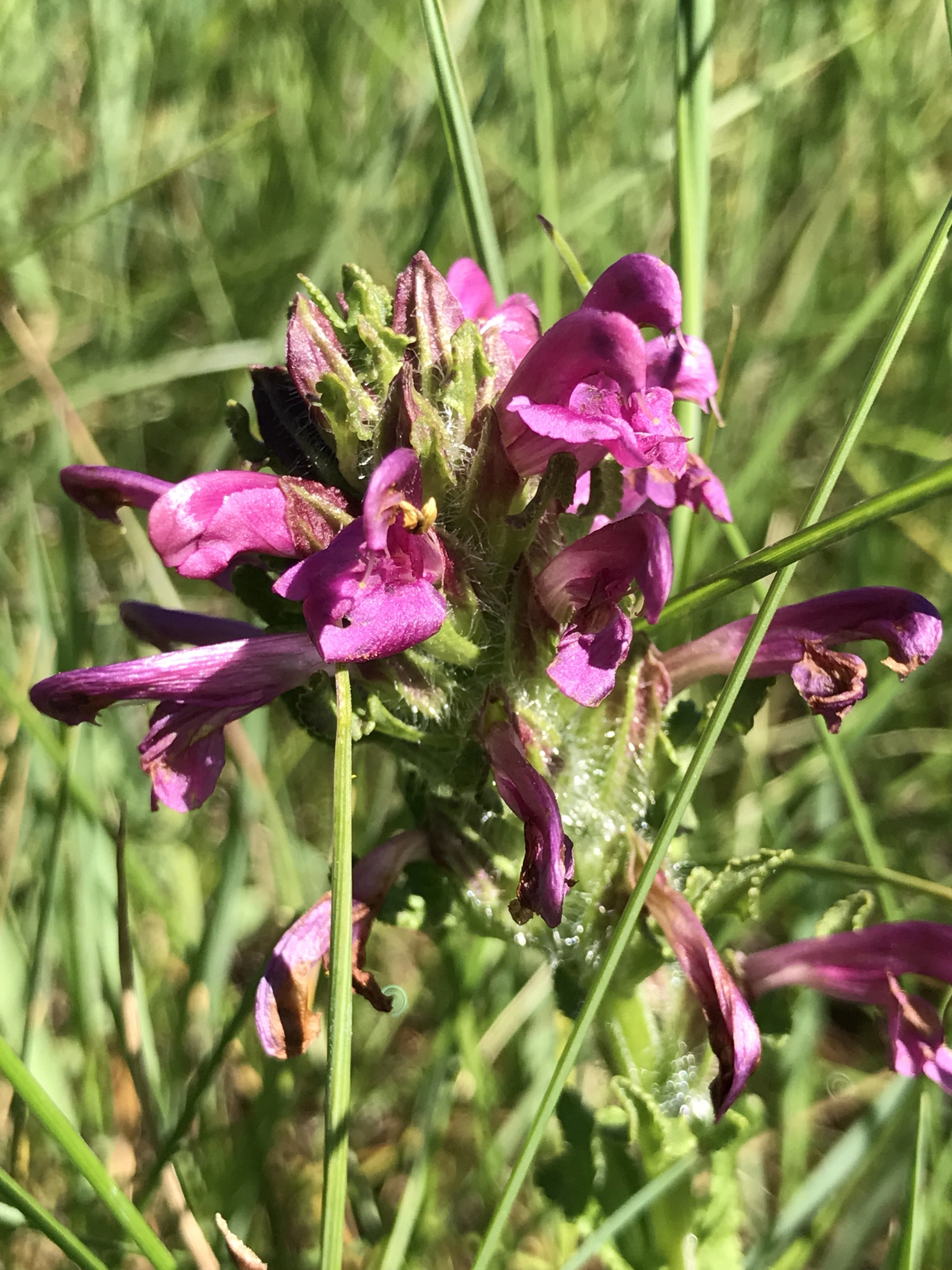 Pedicularis crenulata