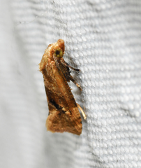 Gynnidomorpha romonana