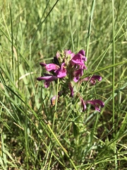 Pedicularis crenulata