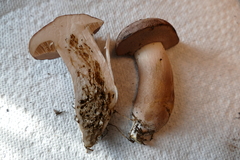 Tylopilus violatinctus