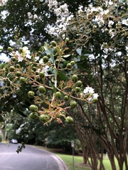 Lagerstroemia subcostata