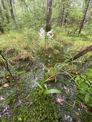 Platanthera integrilabia