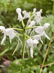 Platanthera integrilabia
