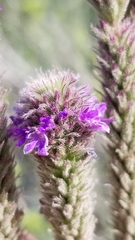 Verbena macdougalii