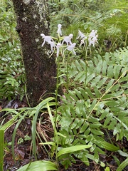 Platanthera integrilabia