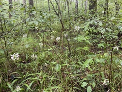 Platanthera integrilabia