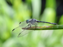 Micrathyria schumanni