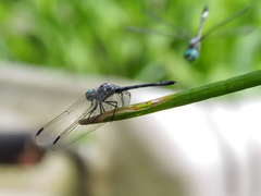 Micrathyria schumanni