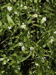 Cryptantha minima