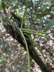 Trichocentrum ascendens
